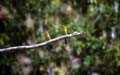 Kingfisher in der der Katherine Gorge