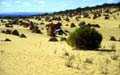 im Nambung NP (Pinnacles)