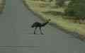Emus am Wegesrand