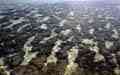 Stromatoliten im Hamelin Pool