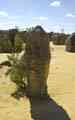 im Nambung NP (Pinnacles)